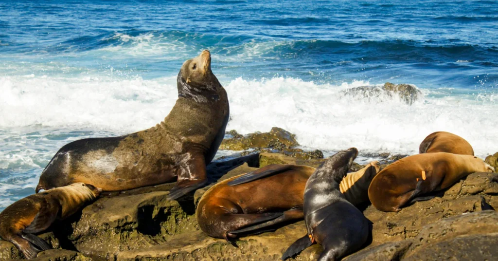 Things to Do in San Diego 